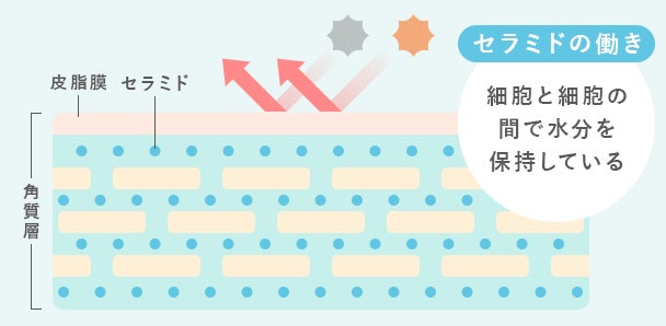 セラミドの働きの説明図