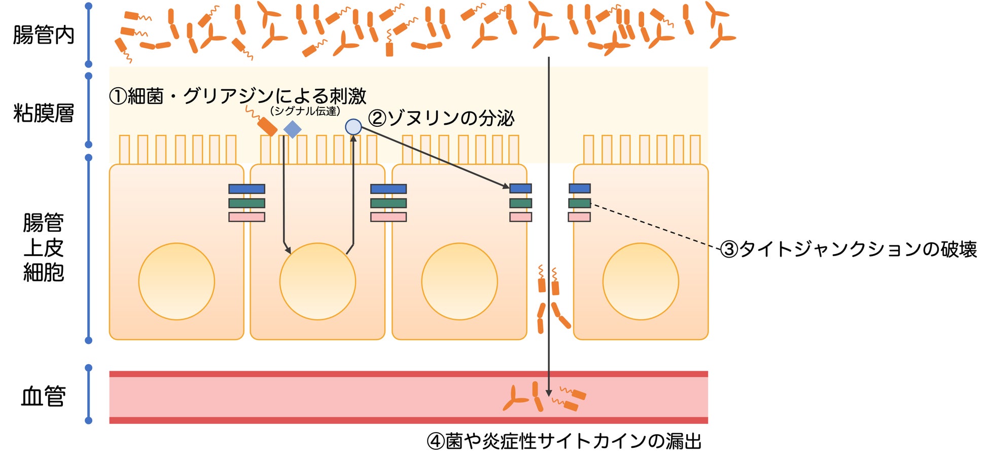 腸管バリア機能の概要