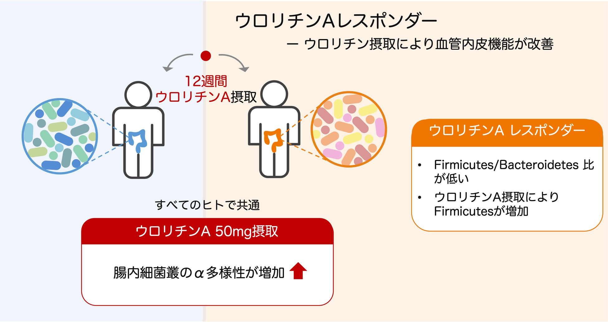 【メタジェンx ダイセル】ウロリチンによる血管内皮機能改善効果と腸内細菌叢との関係を明らかに