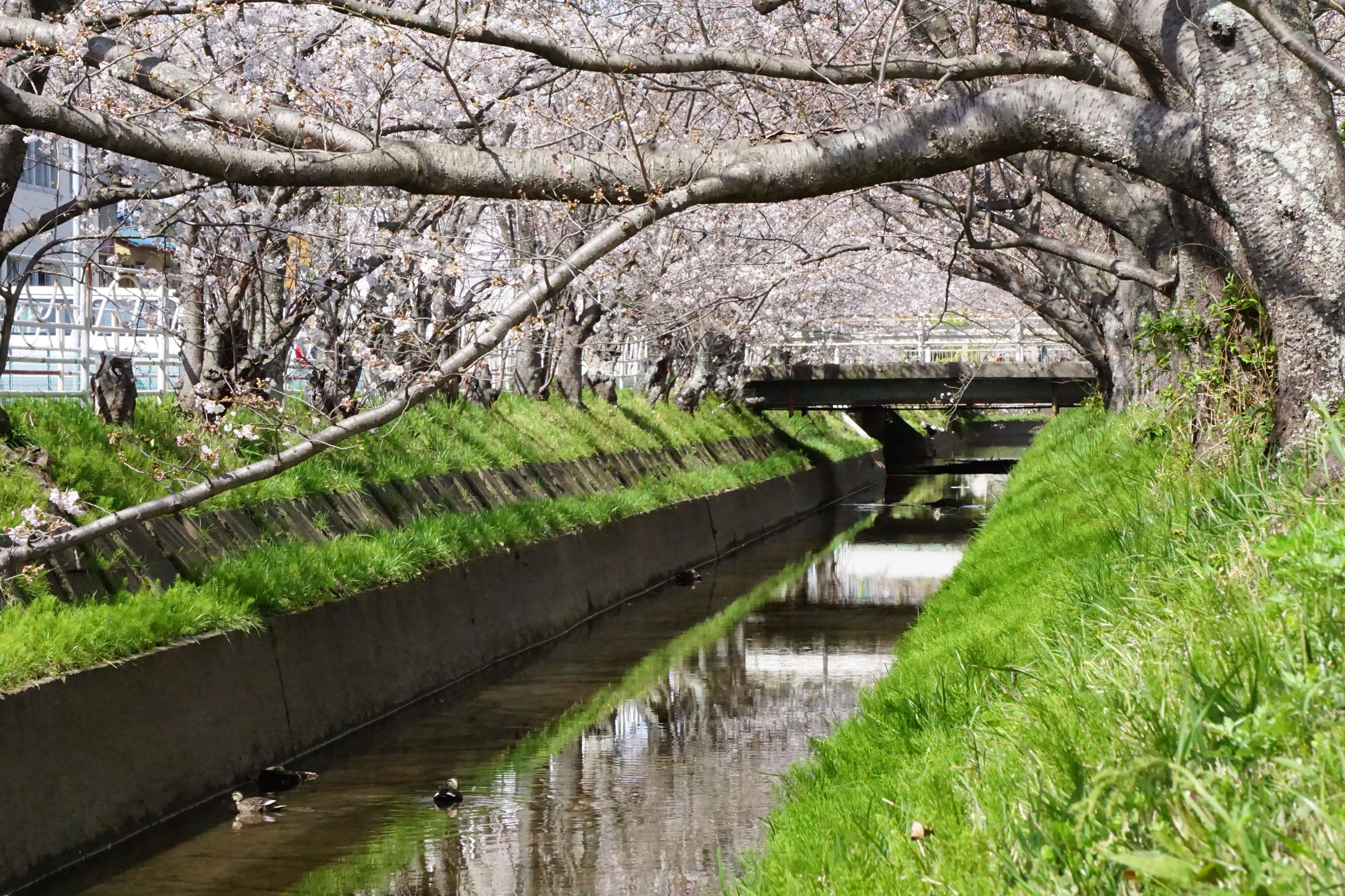 カモも遊びに来ます