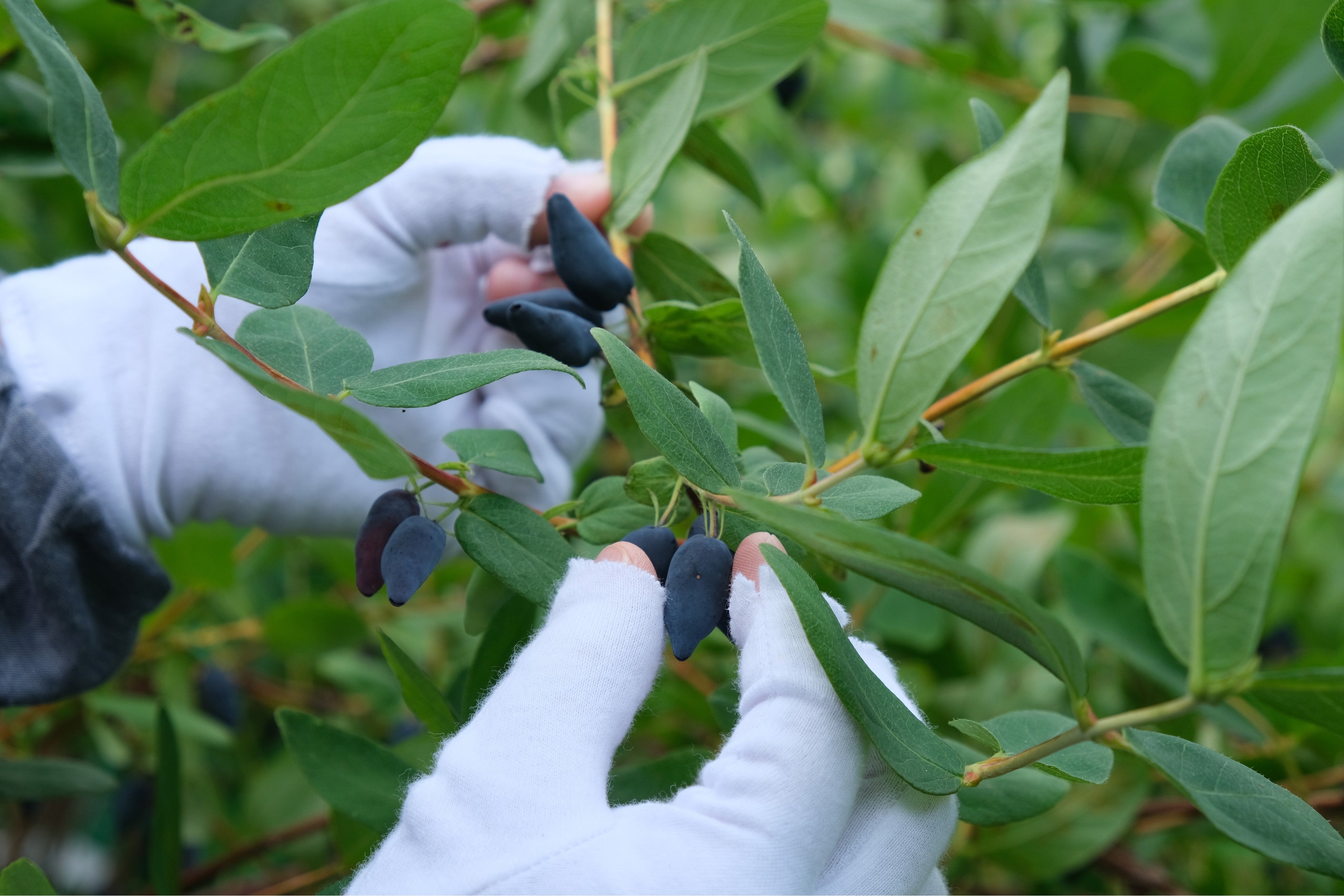 ▲ 宝石のように手間をかけて栽培、丁寧に収穫されるハスカップ。