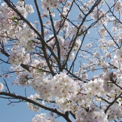 サクラ酵母エキスイメージ