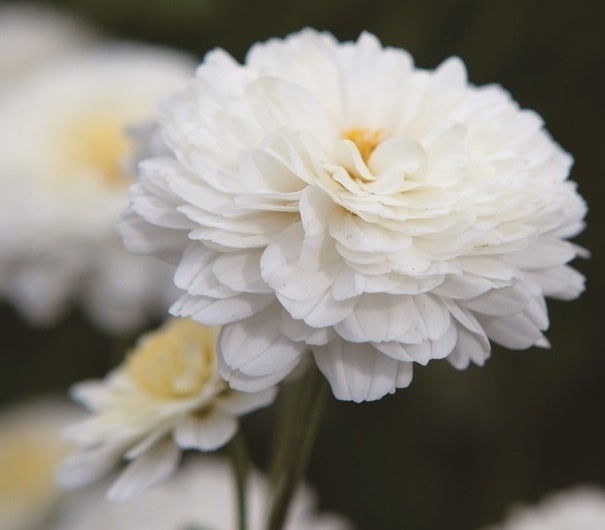 不知火菊