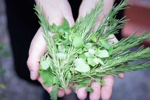 ①サーキュラーハーブ イメージ