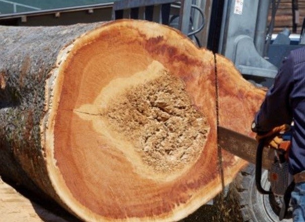 計画地内の「ケヤキ」 製材 の様子