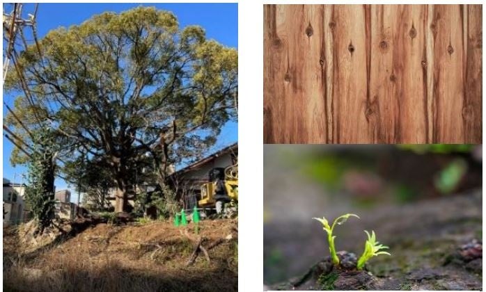 左：計画地内の「クスノキ」　右：再創イメージ