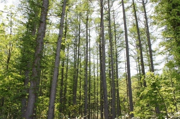 北海道赤井川村の保有林