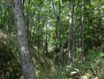 天然林内の様子