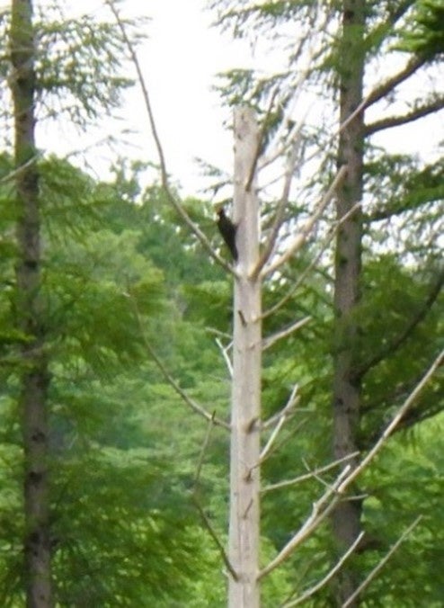 形成枯死木にとまるクマゲラ