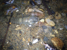 渓流を移動するニホンザリガニ