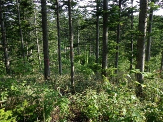 55年生のトドマツ人工林