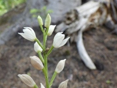 人工林で確認されたクゲヌマラン