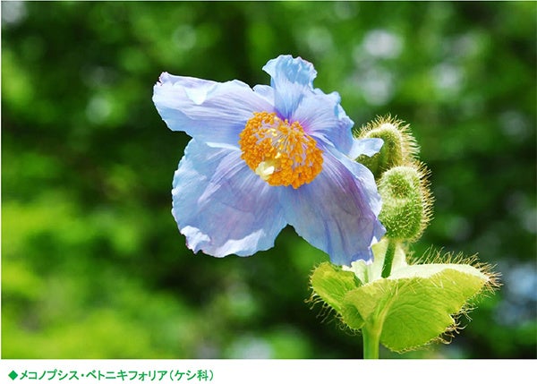 六甲高山植物園 秘境に咲く神秘の花 ヒマラヤの青いケシ が見頃を迎えました 阪神電気鉄道株式会社のプレスリリース 六甲高山植物園 秘境に咲く神秘の花 ヒマラヤの青いケシ が見頃を迎えました 阪神電気鉄道株式会社のプレスリリース
