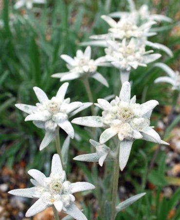 六甲高山植物園 高嶺の花 コマクサとエーデルワイス が見頃です 阪神電気鉄道株式会社のプレスリリース 六甲高山植物園 高嶺の花 コマクサとエーデルワイス が見頃です 阪神電気鉄道株式会社のプレスリリース