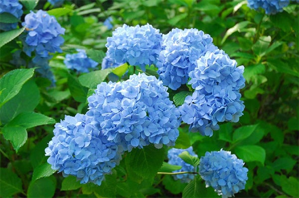 六甲高山植物園 鮮やかな六甲ブルー牧野富太郎が命名したヒメアジサイが見頃 阪神電気鉄道株式会社のプレスリリース 六甲高山植物園 鮮やかな六甲ブルー牧野富太郎が命名したヒメアジサイが見頃 阪神電気鉄道株式会社のプレスリリース