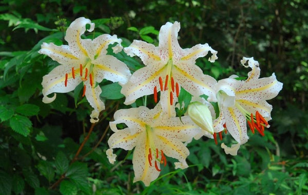 六甲高山植物園 カサブランカのもとになった日本固有種 ユリの女王 ヤマユリが見頃です 阪神電気鉄道株式会社のプレスリリース 六甲高山植物園 カサブランカのもとになった日本固有種 ユリの女王 ヤマユリが見頃です 阪神電気鉄道株式会社のプレスリリース