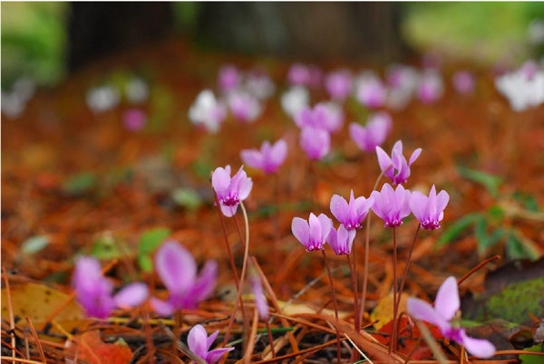 原種シクラメン「シクラメン・ヘデリフォリウム」約500株の群落が見頃