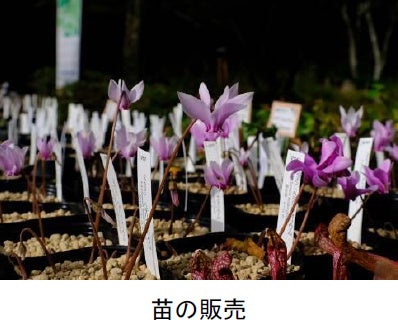 原種シクラメン「シクラメン・ヘデリフォリウム」約500株の群落が見頃