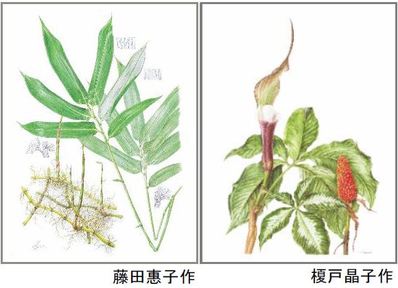 1937年 チェコの美しい高山植物 植物図鑑 ボタニカルアート 1937年 チェコの美しい高山植物 植物図鑑 ボタニカルアート