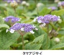 六甲高山植物園 シーボルトが紹介した幻のアジサイ シチダンカ