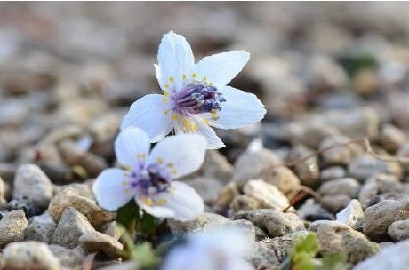 牧野富太郎が愛した花バイカオウレンが鑑賞できる 六甲高山