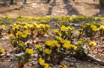 牧野富太郎が愛した花バイカオウレン開花 六甲高山植物園冬季