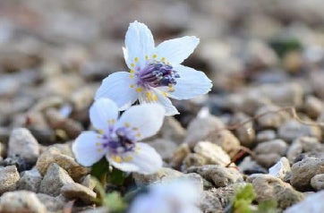 牧野富太郎が愛した花バイカオウレン開花 六甲高山植物園冬季
