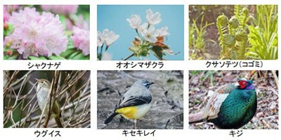 ROKKO森の音ミュージアム ゴールデンウィーク期間限定イベント:朝のSIKIガーデン散策と自動演奏バイオリン公開実演 ROKKO森の音ミュージアム ゴールデンウィーク期間限定イベント:朝のSIKIガーデン散策と自動演奏バイオリン公開実演