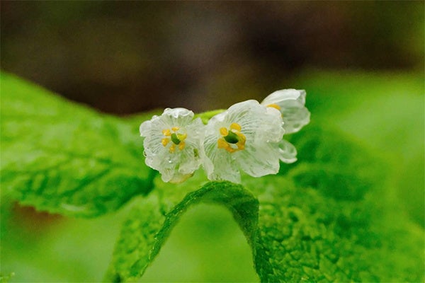 六甲高山植物園 雨に濡れると透ける花「サンカヨウ」が開花しま
