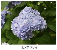 アジサイ.。o○ OW M アジサイ.。o○ OW M アジサイ.。o○ OW M 花図鑑、セイヨウ