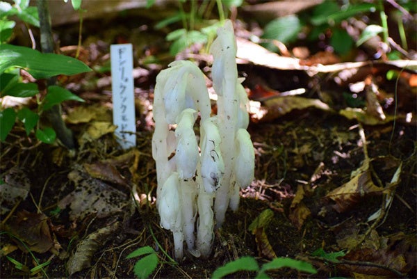 六甲高山植物園 神出鬼没？！ギンリョウソウモドキが開花しま