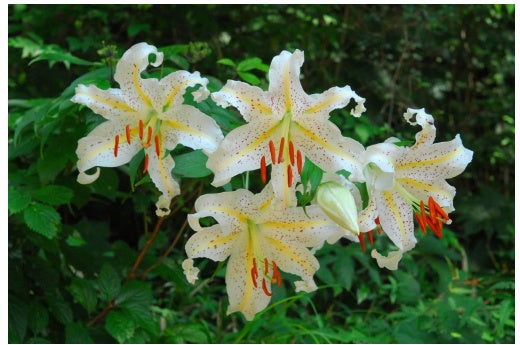 六甲高山植物園 カサブランカのもとになった日本固有種 ユリの女王 ヤマユリが見頃です! 六甲高山植物園 カサブランカのもとになった日本固有種 ユリの女王 ヤマユリが見頃です!