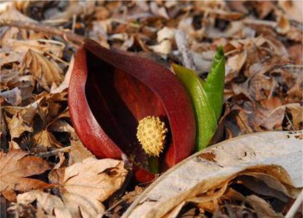 林孝三、『楽園'99ヒョウ』、希少画集より、状態良好、新品木製額・額装付 六甲高山植物園】冬季特別開園～雪を割って咲くバイカオウレンの群落