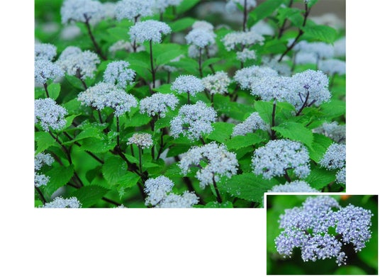 六甲高山植物園 梅雨を彩る優しい香り 六甲山自生 コアジサイの花が見頃です 六甲高山植物園 梅雨を彩る優しい香り 六甲山自生 コアジサイの花が見頃です