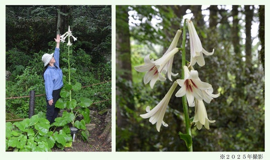 六甲高山植物園 まもなく開花! 巨大な ヒマラヤウバユリ 六甲高山植物園 まもなく開花! 巨大な ヒマラヤウバユリ