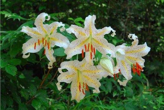 六甲高山植物園 カサブランカのもとになった日本固有種ユリの女王 ヤマユリが見頃です! 六甲高山植物園 カサブランカのもとになった日本固有種ユリの女王 ヤマユリが見頃です!