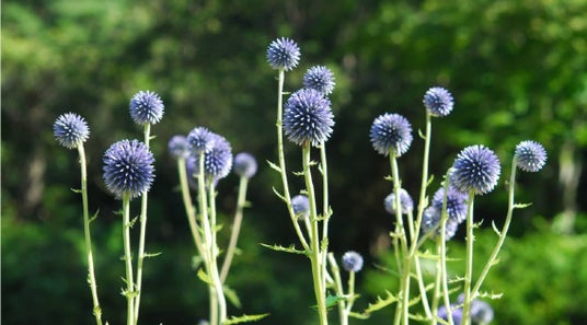 六甲高山植物園 絶滅が危惧される貴重な花「ヒゴタイ」8月下旬まで見頃です! 六甲高山植物園 絶滅が危惧される貴重な花「ヒゴタイ」8月下旬まで見頃です!