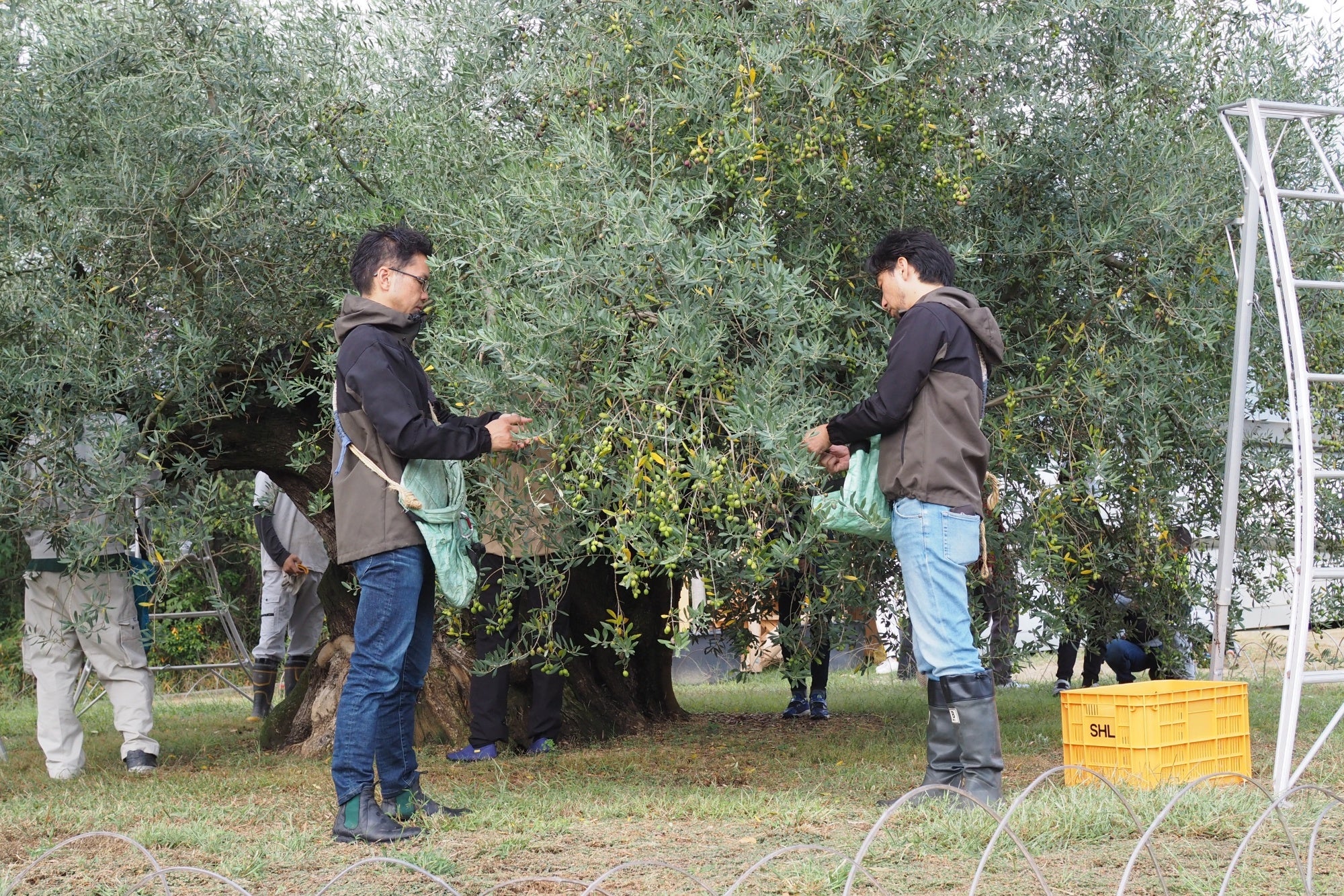 樹齢千年のオリーヴ大樹、実の収穫の様子