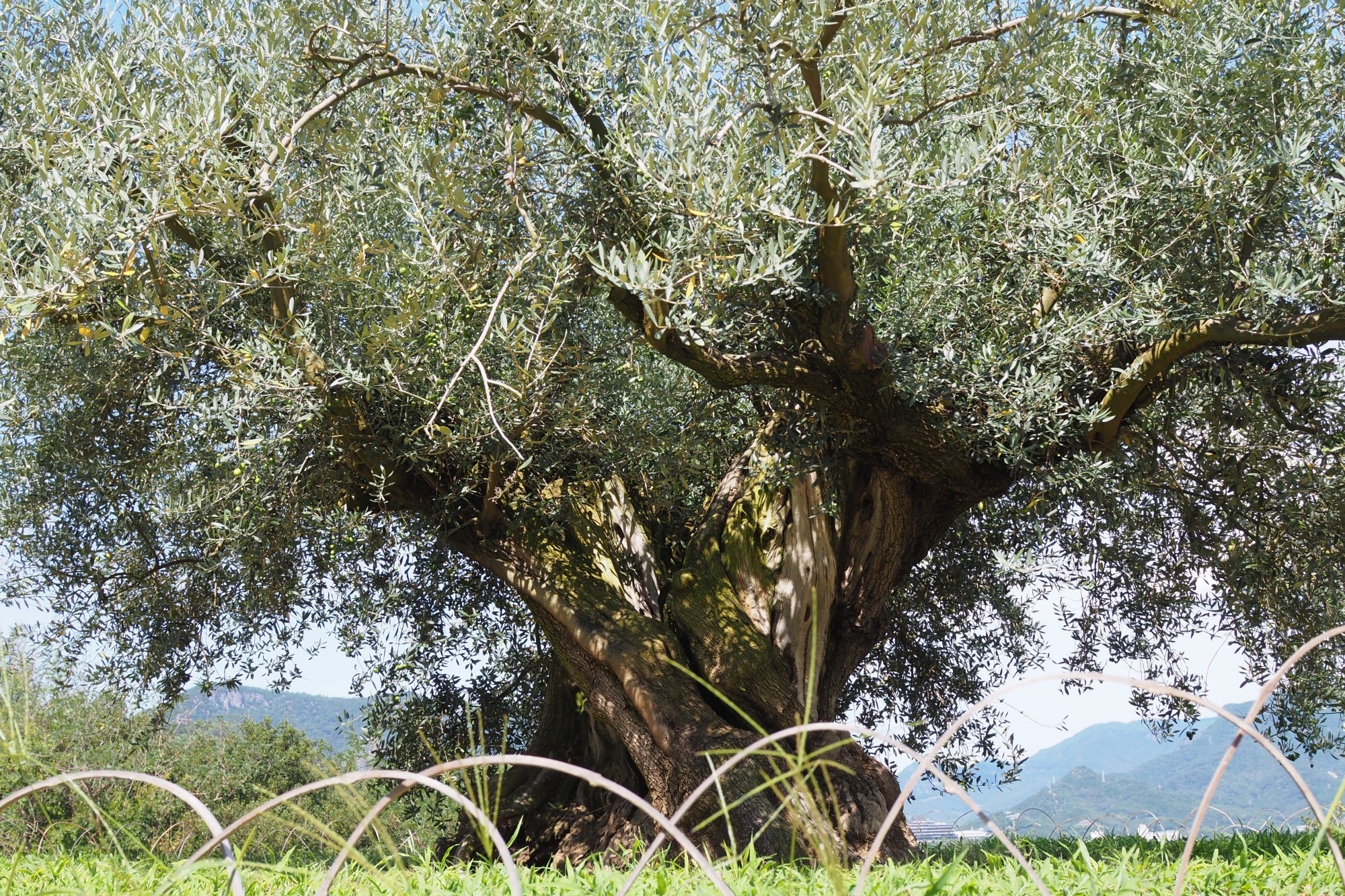 樹齢千年のオリーヴ大樹