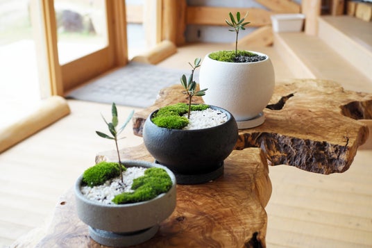 「樹齢千年のオリーヴ大樹」のDNAを継承する「オリーブ盆栽づくり」体験プログラムをスタート 「樹齢千年のオリーヴ大樹」のDNAを継承する「オリーブ盆栽づくり」体験プログラムをスタート