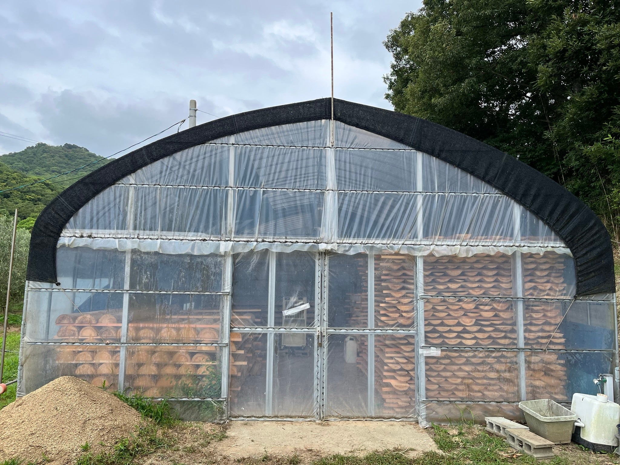 オリーブ栽培用のビニールハウスを活用して材木を乾燥