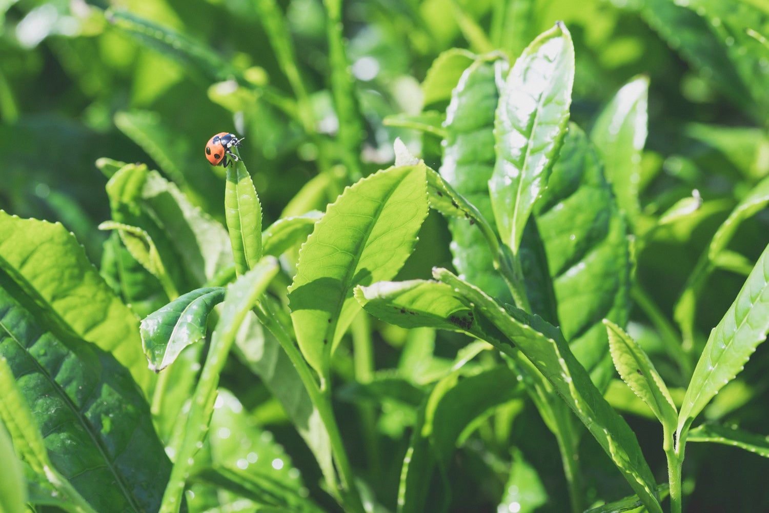 有機栽培の碾茶