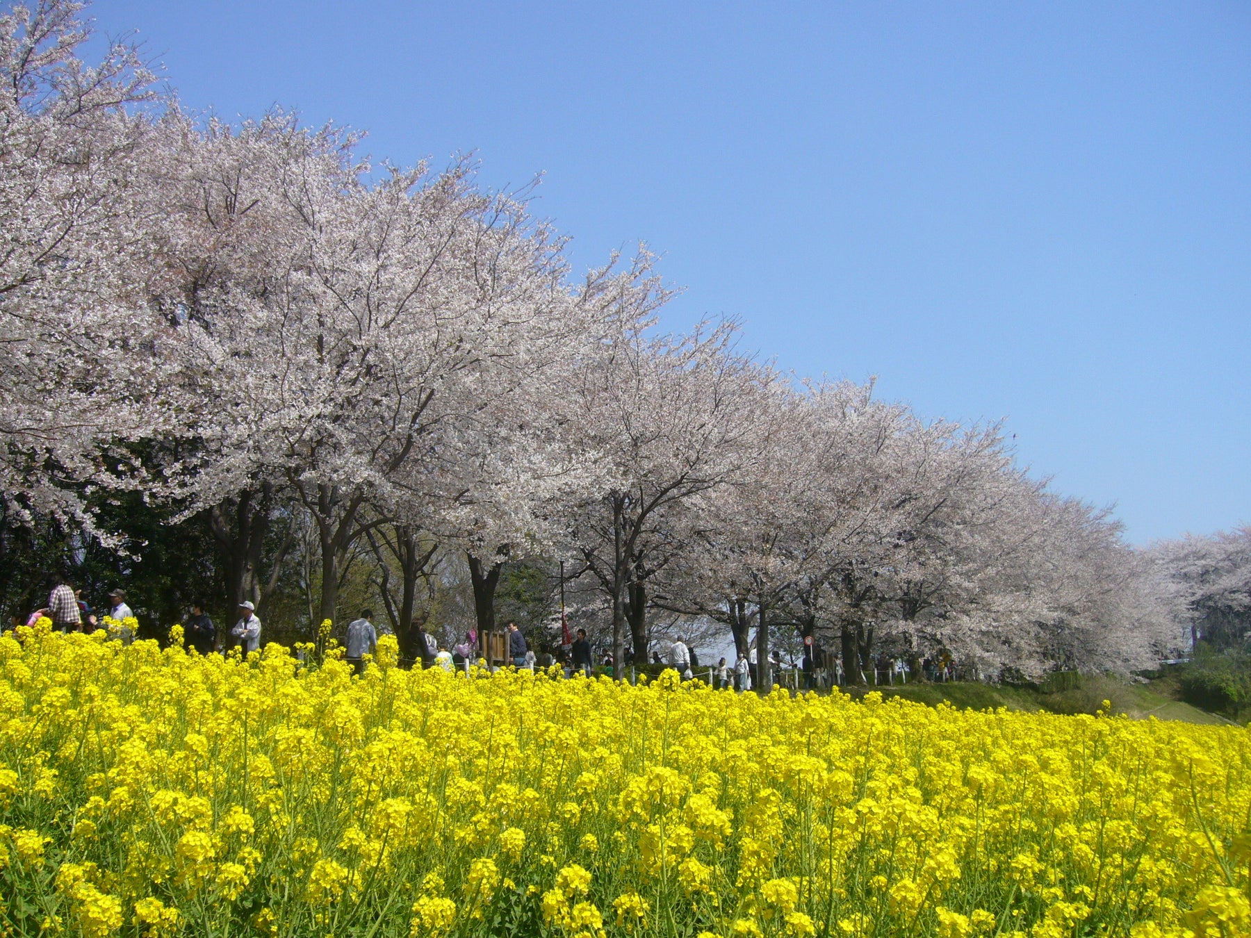 ふるさと納税 桜を植えよう まちだのさくら を未来へ を募集 町田市役所のプレスリリース ふるさと納税 桜を植えよう まちだのさくら を未来へ を募集 町田市役所のプレスリリース