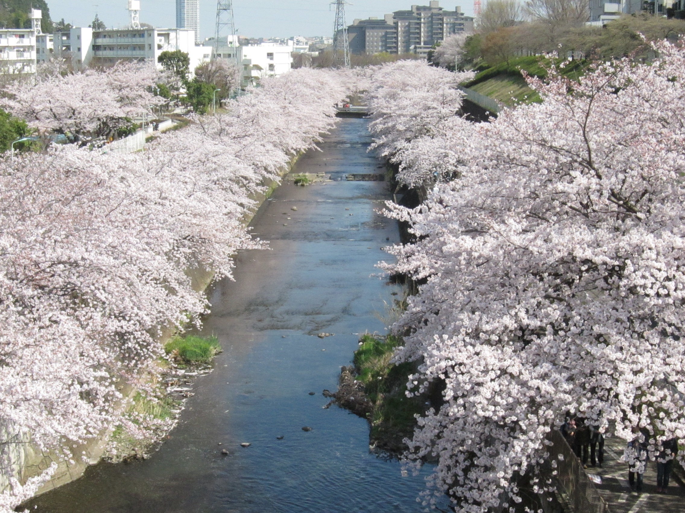 恩田川（町田市）