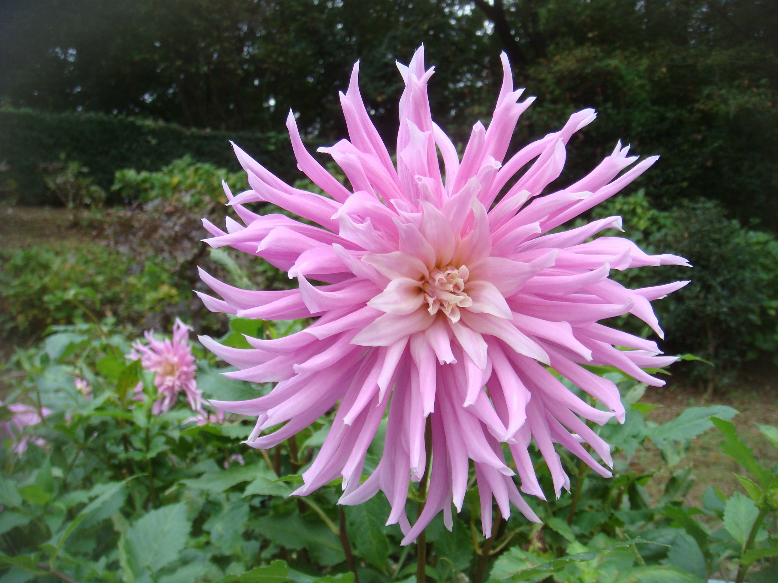 名前を募集するダリア