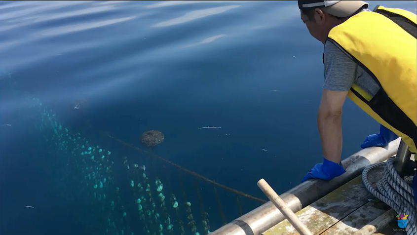 動画の場面1（ホタテ）