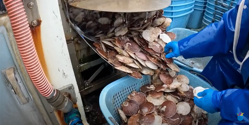 動画の場面2（ホタテ）