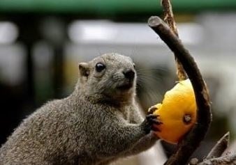 町田リス縁入場券