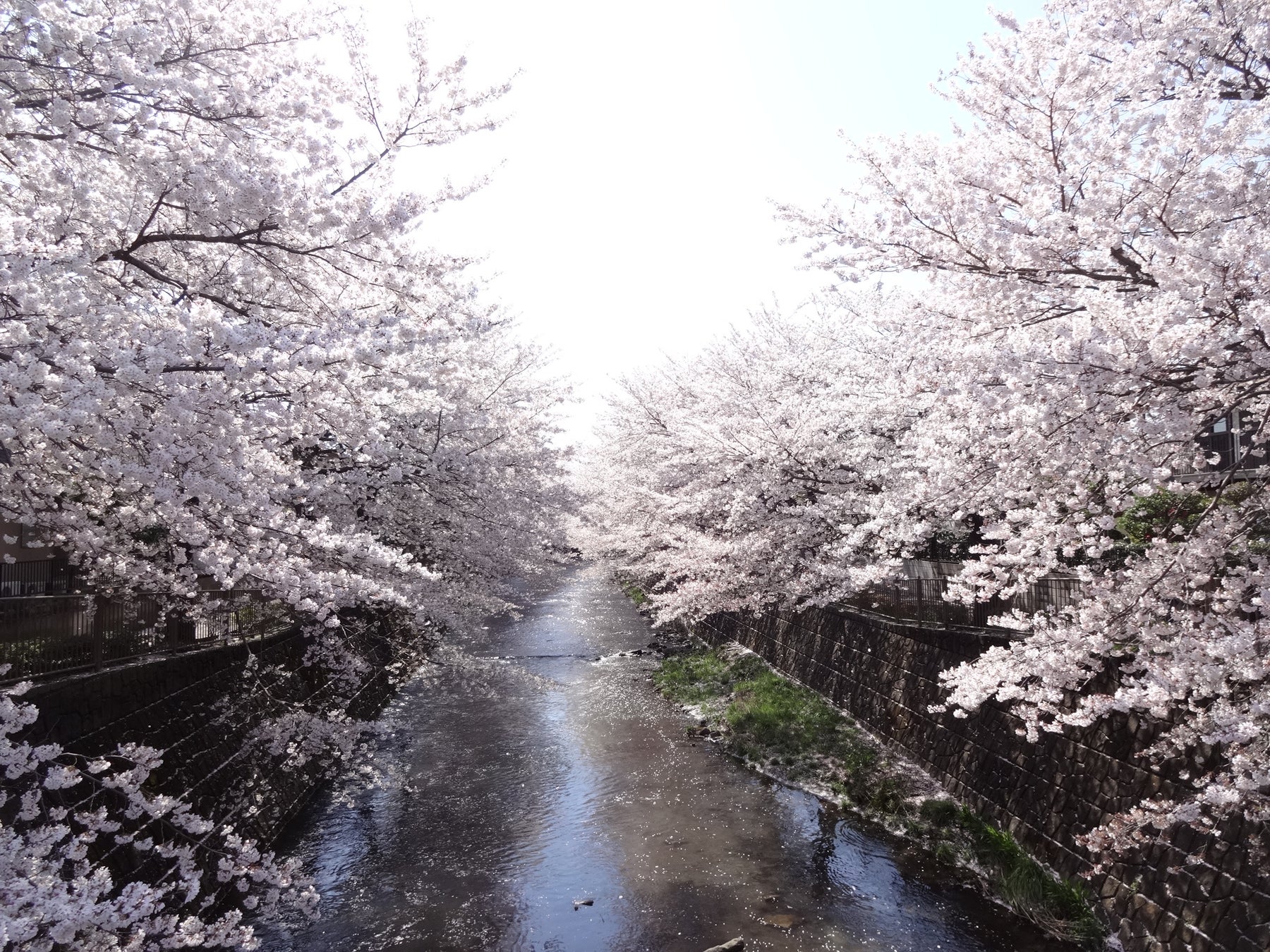 恩田川(町田市)