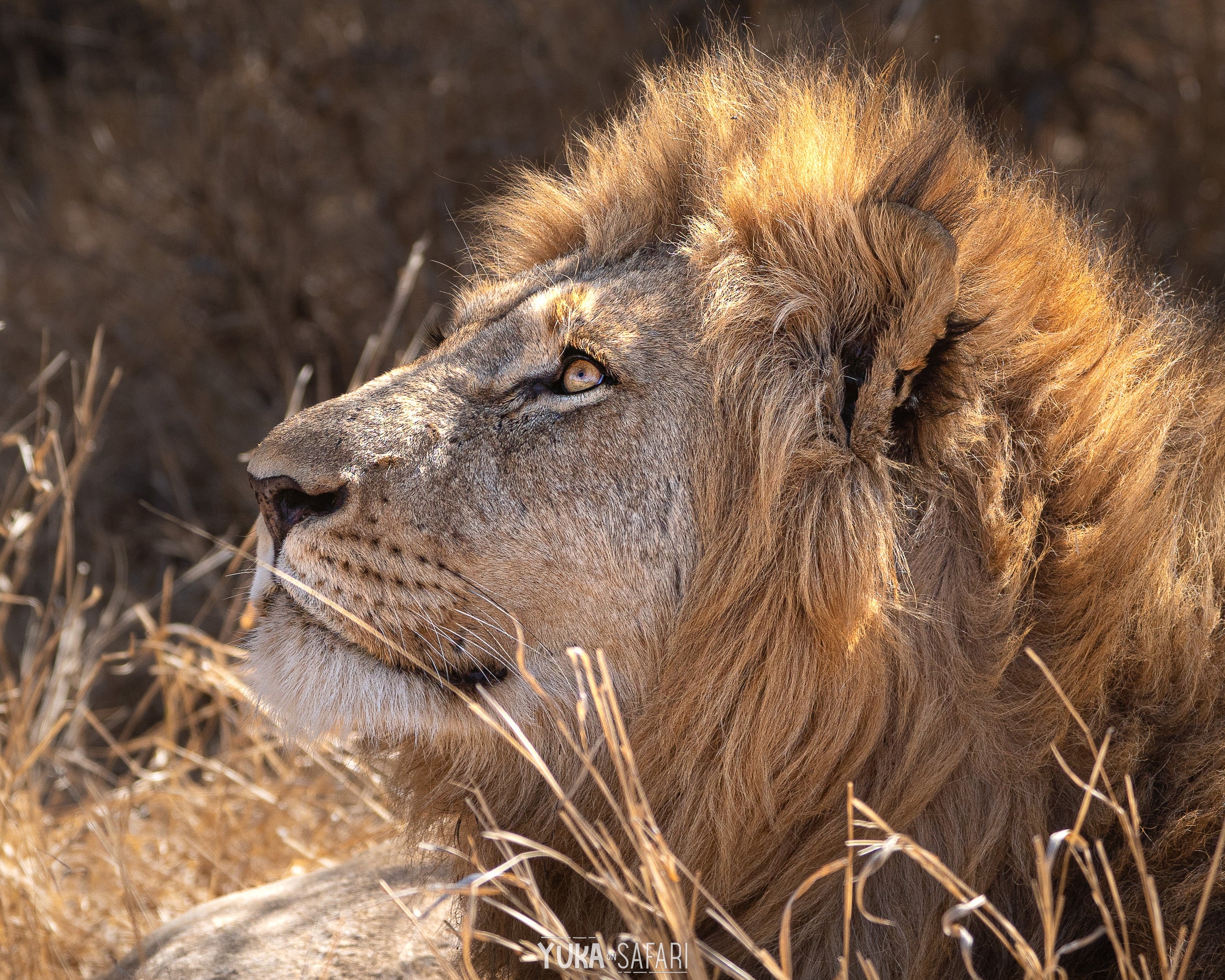 中古】 南アフリカ共和国120パーセントガイド / 日地出版